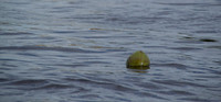 coconut adrift- Guyana 50th