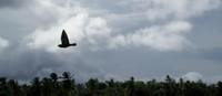 in flight- Guyana 50th