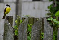 kiskadee- Guyana 50th